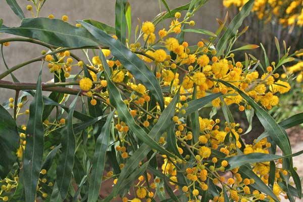 Acacia saligna, Accaciu