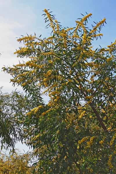 Acacia saligna, Accaciu