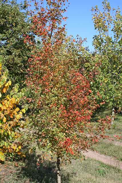 Acer monspessulanum, Acero minore, Acero trilobo, Cestuccio, Aceru, Aciaru, Cociu, Costighe, Costiu, Linnu malu, Osti