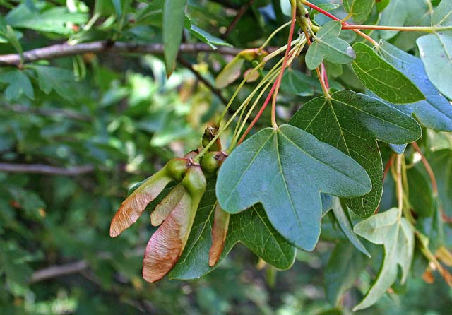 Acer monspessulanum, Acero minore, Acero trilobo, Cestuccio, Aceru, Aciaru, Cociu, Costighe, Costiu, Linnu malu, Osti