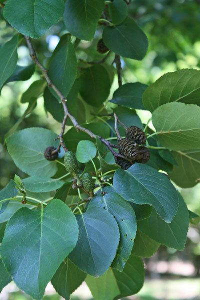 Alnus cordata, Ontano cordato, Ontano napoletano