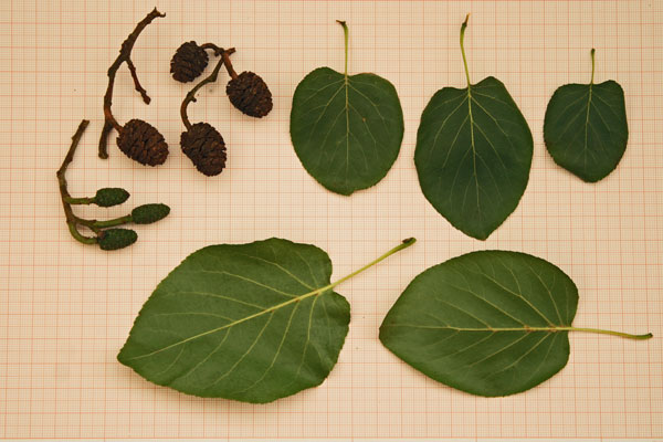 Alnus cordata, Ontano cordato, Ontano napoletano