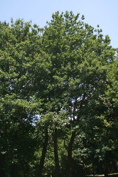 Alnus cordata, Ontano cordato, Ontano napoletano