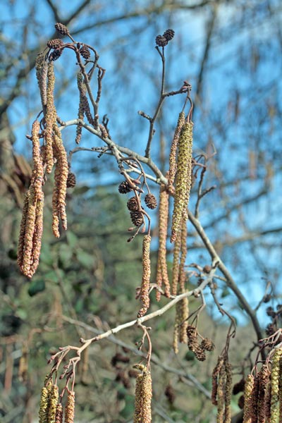 Alnus glutinosa, Ontano comune, Ontano nero, Abiu, Alinu, Alzu, Alnu, Mura burda