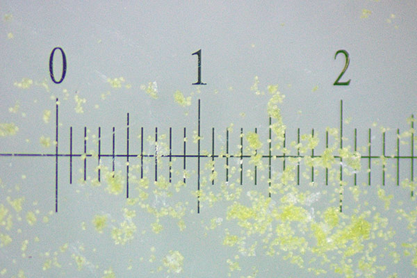 Alnus glutinosa, Ontano comune, Ontano nero, Abiu, Alinu, Alzu, Alnu, Mura burda