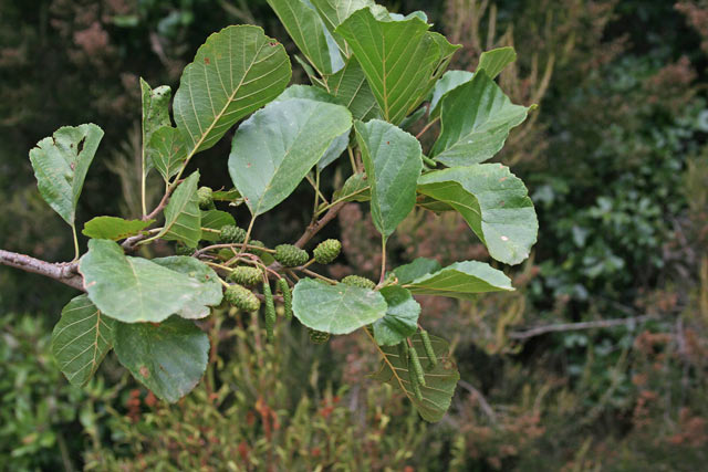 Alnus glutinosa, Ontano comune, Ontano nero, Abiu, Alinu, Alzu, Alnu, Mura burda