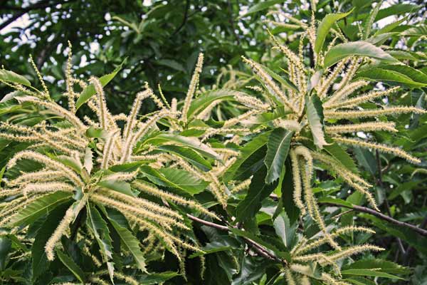 Castanea sativa, Castagno comune, Castanza, Kastagna, Kastangia