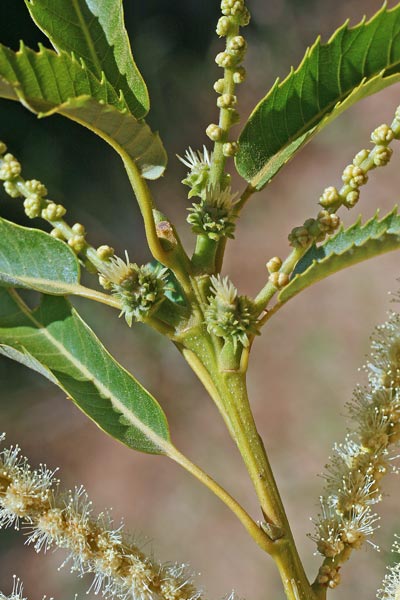 Castanea sativa, Castagno comune, Castanza, Kastagna, Kastangia