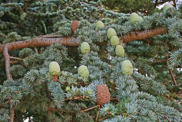 Cedrus atlantica, Cedro dell'Atlante, Cedru de Africa