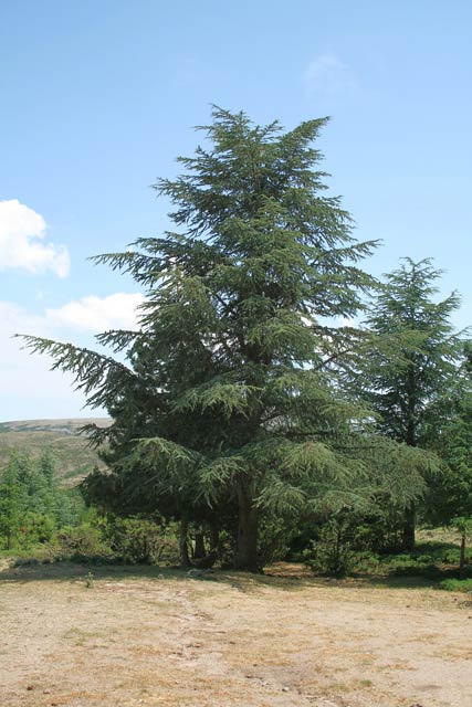 Cedrus atlantica, Cedro dell'Atlante, Cedru de Africa