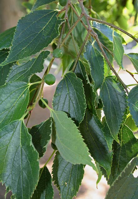 Celtis australis, Bagolaro, Spaccasassi, Cigraxia, Soliacra, Sugraxa, Suriaka, Surzaga, Urriake