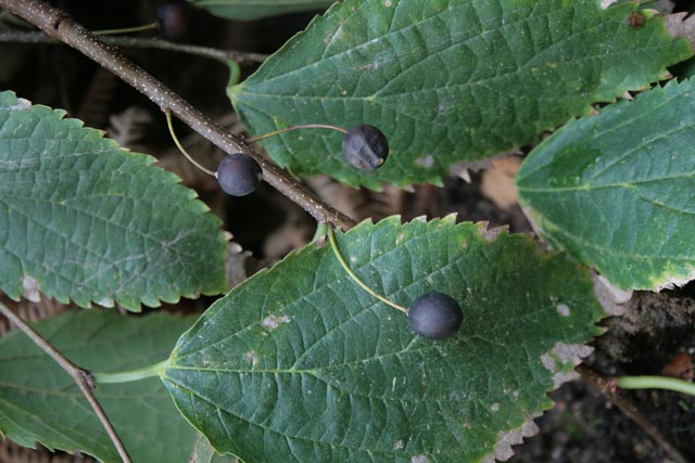 Celtis australis, Bagolaro, Spaccasassi, Cigraxia, Soliacra, Sugraxa, Suriaka, Surzaga, Urriake