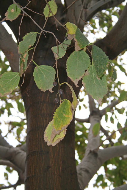 Celtis australis, Bagolaro, Spaccasassi, Cigraxia, Soliacra, Sugraxa, Suriaka, Surzaga, Urriake