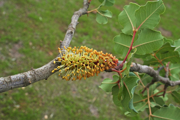 Ceratonia siliqua, Carrubo, Carruba, Garrofa, Silibba, Silimba, Thilibba, Thilimba