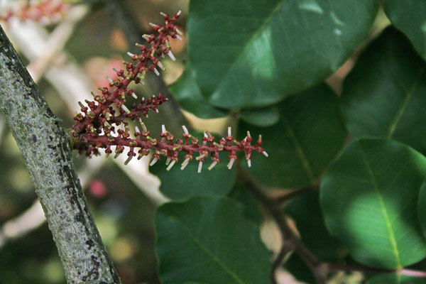 Ceratonia siliqua, Carrubo, Carruba, Garrofa, Silibba, Silimba, Thilibba, Thilimba