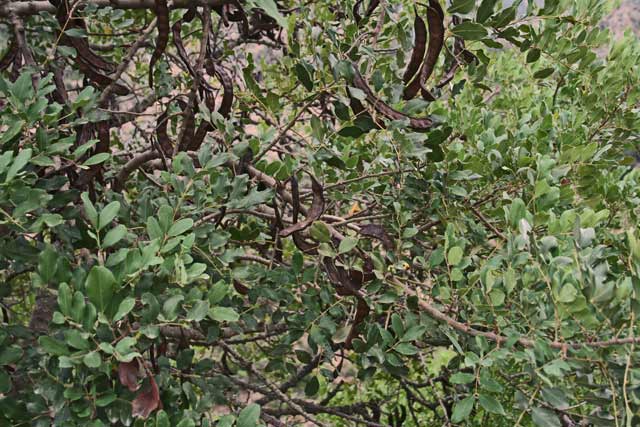 Ceratonia siliqua, Carrubo, Carruba, Garrofa, Silibba, Silimba, Thilibba, Thilimba