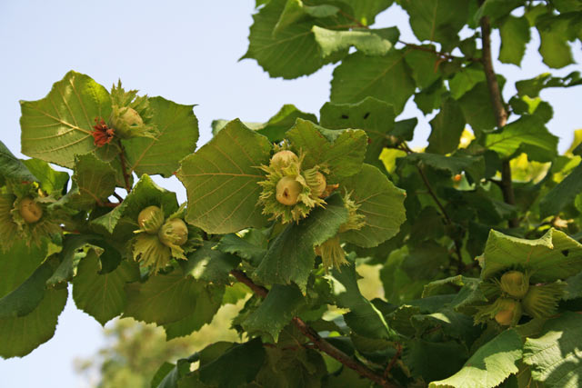 Corylus avellana, Nocciolo, Cocoro minore, Linciola, Naciola, Nitzola, Nughedda, Nunciola, Nuzona, Nuxedda, Oddana, Vellana