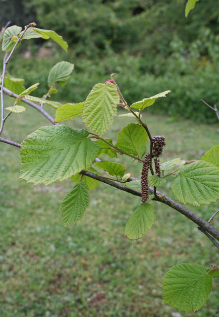 Corylus avellana, Nocciolo, Cocoro minore, Linciola, Naciola, Nitzola, Nughedda, Nunciola, Nuzona, Nuxedda, Oddana, Vellana