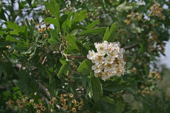 Crataegus azarolus, Biancospino lazzarolo, Azzeruolo, Lazarola, Lazarora, Mera zarora