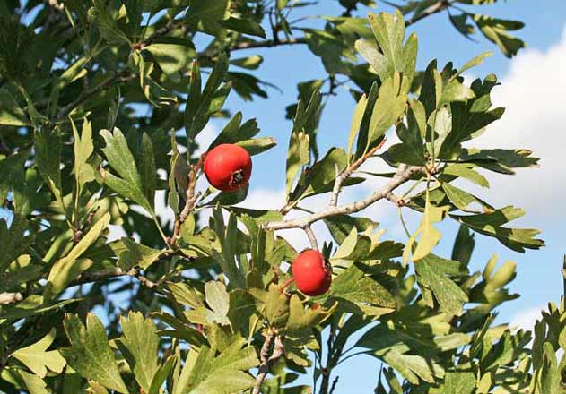 Crataegus azarolus, Biancospino lazzarolo, Azzeruolo, Lazarola, Lazarora, Mera zarora