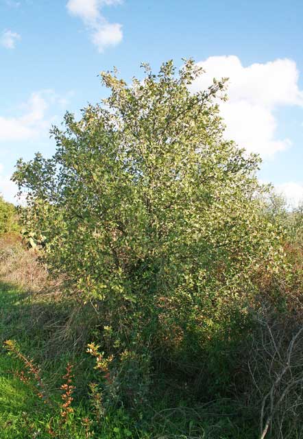 Crataegus azarolus, Biancospino lazzarolo, Azzeruolo, Lazarola, Lazarora, Mera zarora