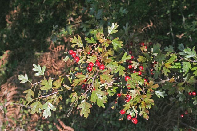 Crataegus monogyna, Biancospino,Calavrigu, Caralighe, Caraligia, Kalariggiu, Kalarighe, Kalavria, Kalavrighe, Travigu, Mela pastora