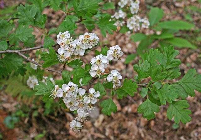 Crataegus monogyna, Biancospino,Calavrigu, Caralighe, Caraligia, Kalariggiu, Kalarighe, Kalavria, Kalavrighe, Travigu, Mela pastora