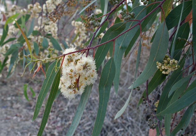 Eucalyptus camaldulensis, Eucalipto rosso, Eucalipto rostrato, Eucalittu, Eucarittu, Ocallittus, Ocaritti, Ocarittu