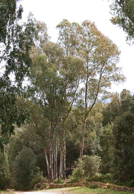 Eucalyptus camaldulensis, Eucalipto rosso, Eucalipto rostrato, Eucalittu, Eucarittu, Ocallittus, Ocaritti, Ocarittu