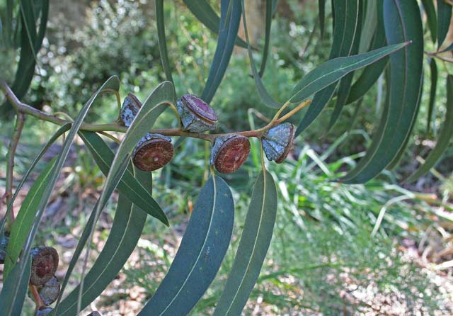 Eucalyptus globulus, Eucalipto di Tasmania,Eucalittu, Ocalittu, Ocaritti, Ocarittu, Ucarittu