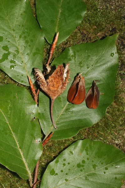 Fagus sylvatica, Faggio, Faggio occidentale, Faggiu, Fagu, Fau