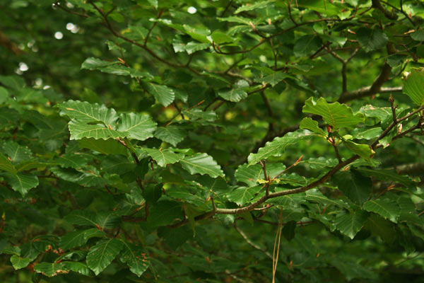 Fagus sylvatica, Faggio, Faggio occidentale, Faggiu, Fagu, Fau