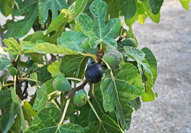 Ficus carica, Fico comune,  Ficu, Figu, Icu