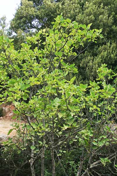 Ficus carica, Fico comune,  Ficu, Figu, Icu
