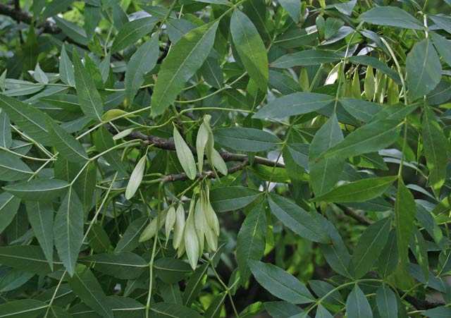 Fraxinus angustifolia subsp. oxycarpa, Frassino meridionale, Abiu a folla longa, Frassu, Ollastu de arriu, Ozzastru de ribu