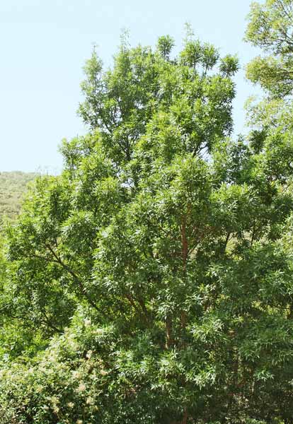 Fraxinus angustifolia subsp. oxycarpa, Frassino meridionale, Abiu a folla longa, Frassu, Ollastu de arriu, Ozzastru de ribu