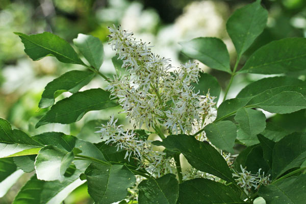 FFraxinus ornus, Frassino della manna, Orniello, Frassu, Frassu de manna, Frassu piticu, Linnarbu, Vrassinu