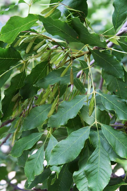 Fraxinus ornus, Frassino della manna, Orniello, Frassu, Frassu de manna, Frassu piticu, Linnarbu, Vrassinu