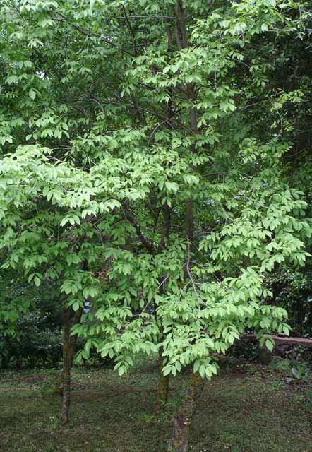 Fraxinus ornus, Frassino della manna, Orniello, Frassu, Frassu de manna, Frassu piticu, Linnarbu, Vrassinu