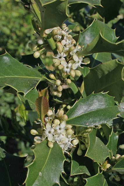 Ilex aquifolium, Agrivoddu, Alasiu, Arangiu furisteri, Colostru, Golostru, Lau spinosu, Lostiu, Olostriu