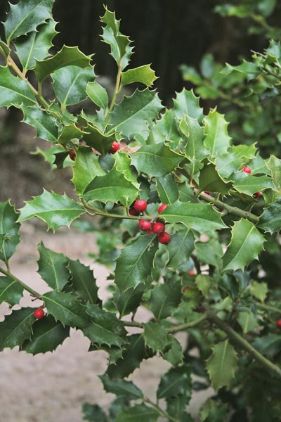 Ilex aquifolium, Agrivoddu, Alasiu, Arangiu furisteri, Colostru, Golostru, Lau spinosu, Lostiu, Olostriu