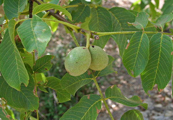 Juglans regia, Noce comune, Cocoro, Nou, Nozi, Nuche, Nuge, Nughe, Nugi, Nuxi