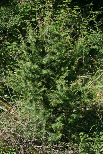 Juniperus communis, Ginepro comune, Ginepru, Innipiri, Sabina, Thinniberu, Zinniberi, Zinnibiri, Zinnibiri de monte