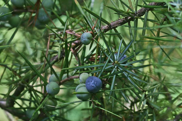 Juniperus communis, Ginepro comune, Ginepru, Innipiri, Sabina, Thinniberu, Zinniberi, Zinnibiri, Zinnibiri de monte