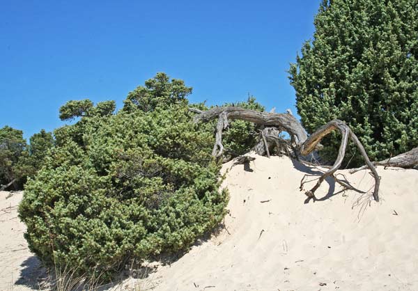 Juniperus oxycedrus subsp. macrocarpa, Ginepro coccolone, Aiacciu, Ghiniperu, Nibaru, Innipiri, Niperu, Zinnibiri