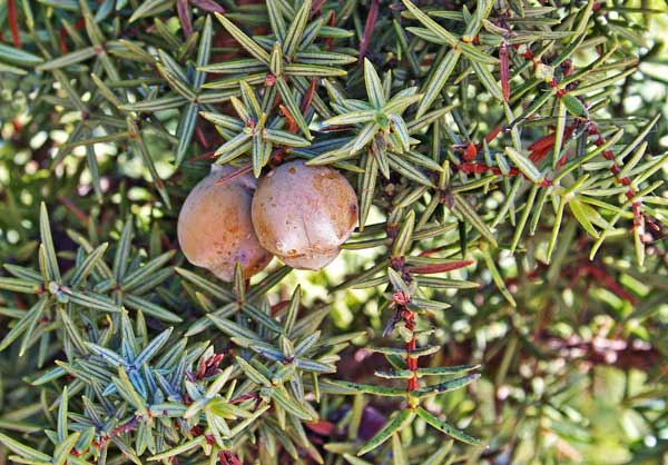 Juniperus oxycedrus subsp. macrocarpa, Ginepro coccolone, Aiacciu, Ghiniperu, Nibaru, Innipiri, Niperu, Zinnibiri