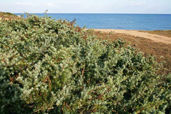 Juniperus oxycedrus subsp. macrocarpa, Ginepro coccolone, Aiacciu, Ghiniperu, Nibaru, Innipiri, Niperu, Zinnibiri