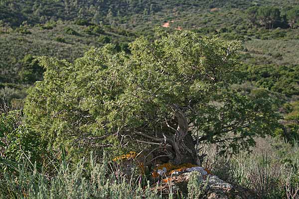 Juniperus oxycedrus subsp. deltoides, Ginepro ossicedro, Ghiniperu, Innipiri, Nibaru, Zinnibiri