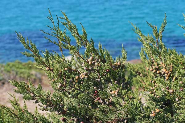 Juniperus turbinata, Ginepro turbinato,Ghiniparu femina, Jaccia, Nìberu, Zinnipiri femina, Zinnibiri masedu