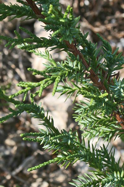 Juniperus turbinata, Ginepro turbinato,Ghiniparu femina, Jaccia, Nìberu, Zinnipiri femina, Zinnibiri masedu